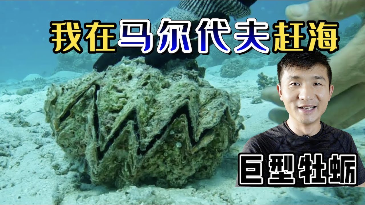 《环球探海记》马尔代夫 第10天：今天赶海竟然发现这里千手螺泛滥，马代人都不吃它的吗？ #马尔代夫 #赶海 #旅拍 #海鲜美食