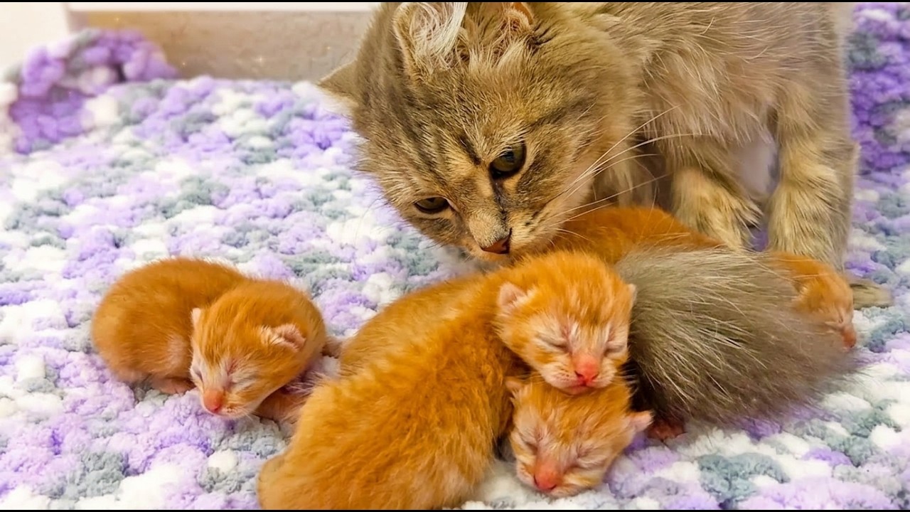 Милые котята, семь дней после рождения