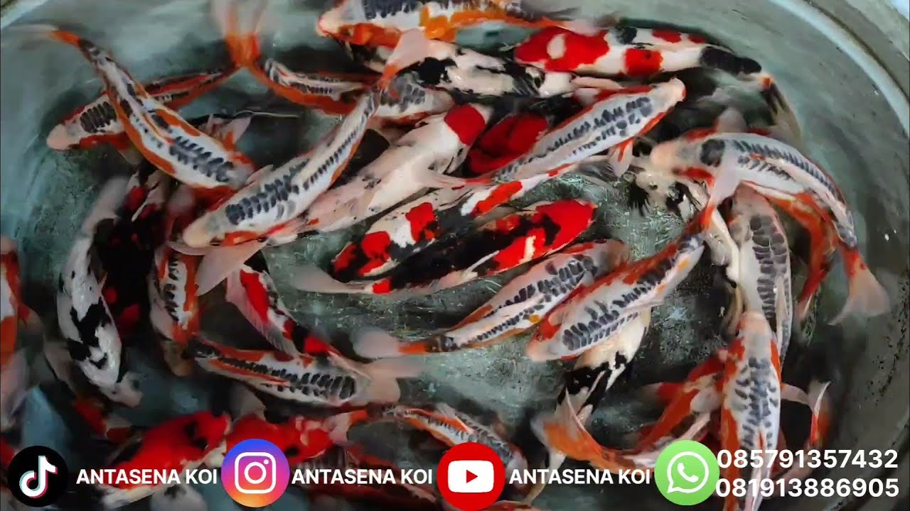 🔥 REVIEW HARGA HANA SHUSUI F1 & SHOWA SANKE SANGAR | KOI BERKUALITAS, HARGA MASUK AKAL 🔥