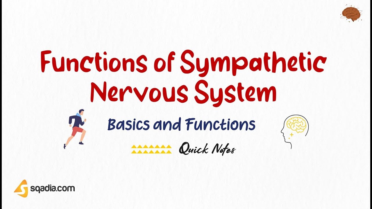 Functions of Sympathetic Nervous System | Basics