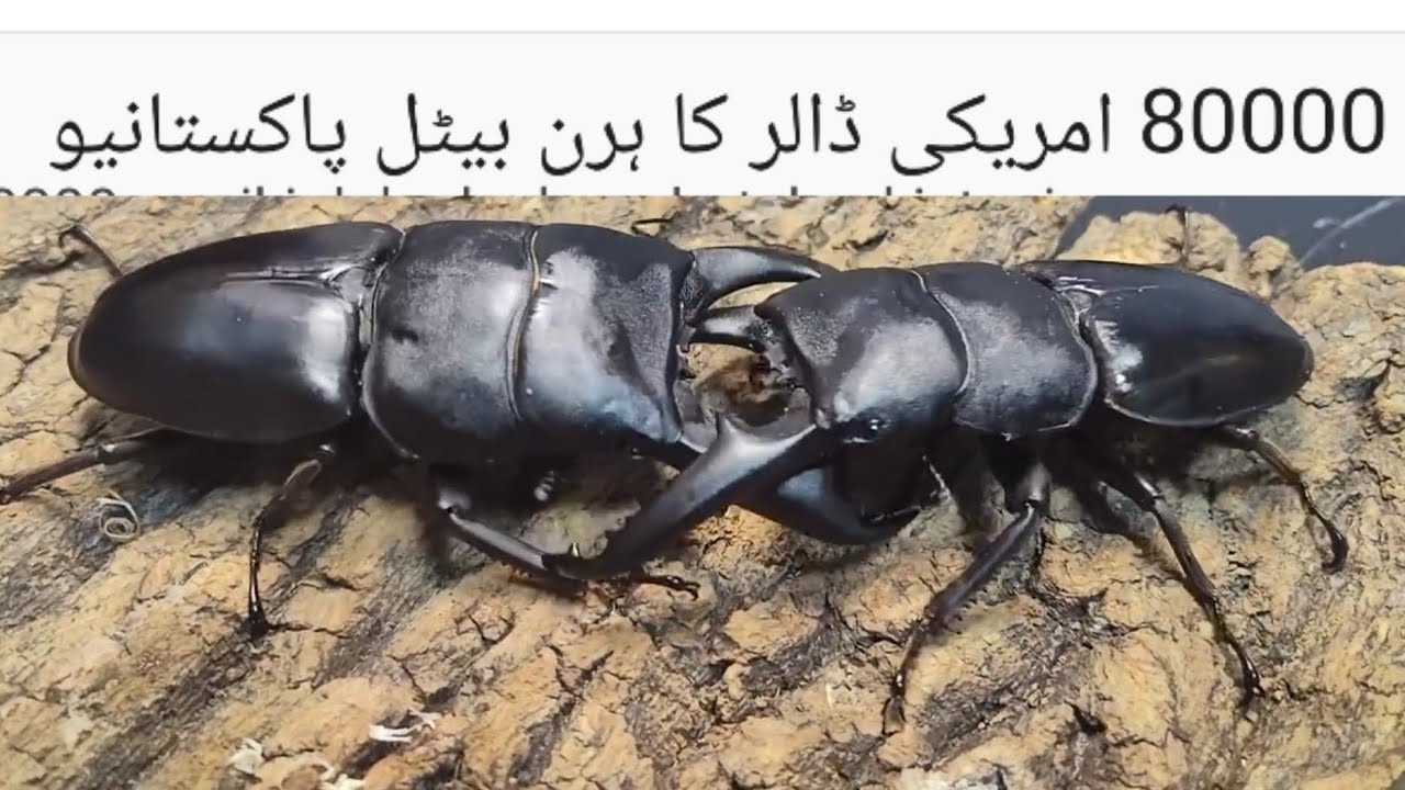 Stag beetles in pakistan