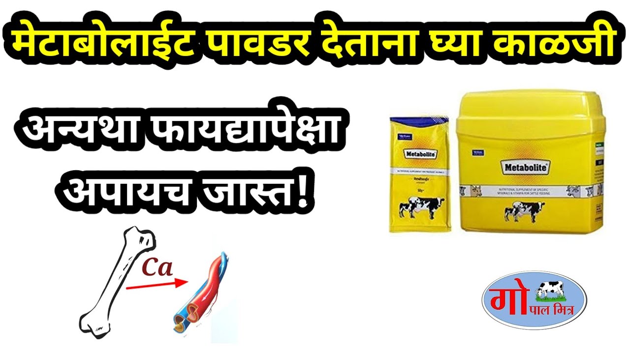 Metabolite powder use|| मेटाबोलाइट पावडर देताना घ्या काळजी|| अन्यथा फायद्यापेक्षा अपायचं जास्त !