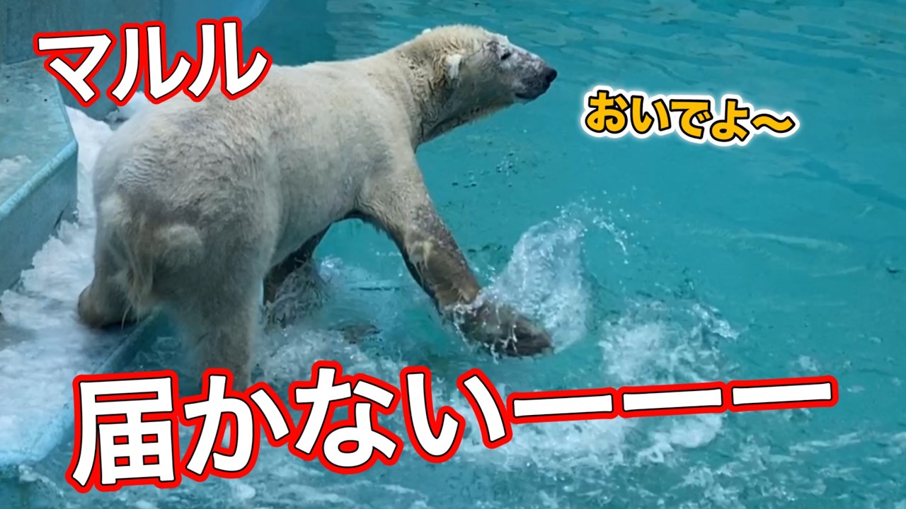 欲しいけど怖い！あの手この手で頑張るマルル。熊本から移動したマルル。《釧路市動物園ホッキョクグマ》vol747/Maruru want one, but she is afraid of pools