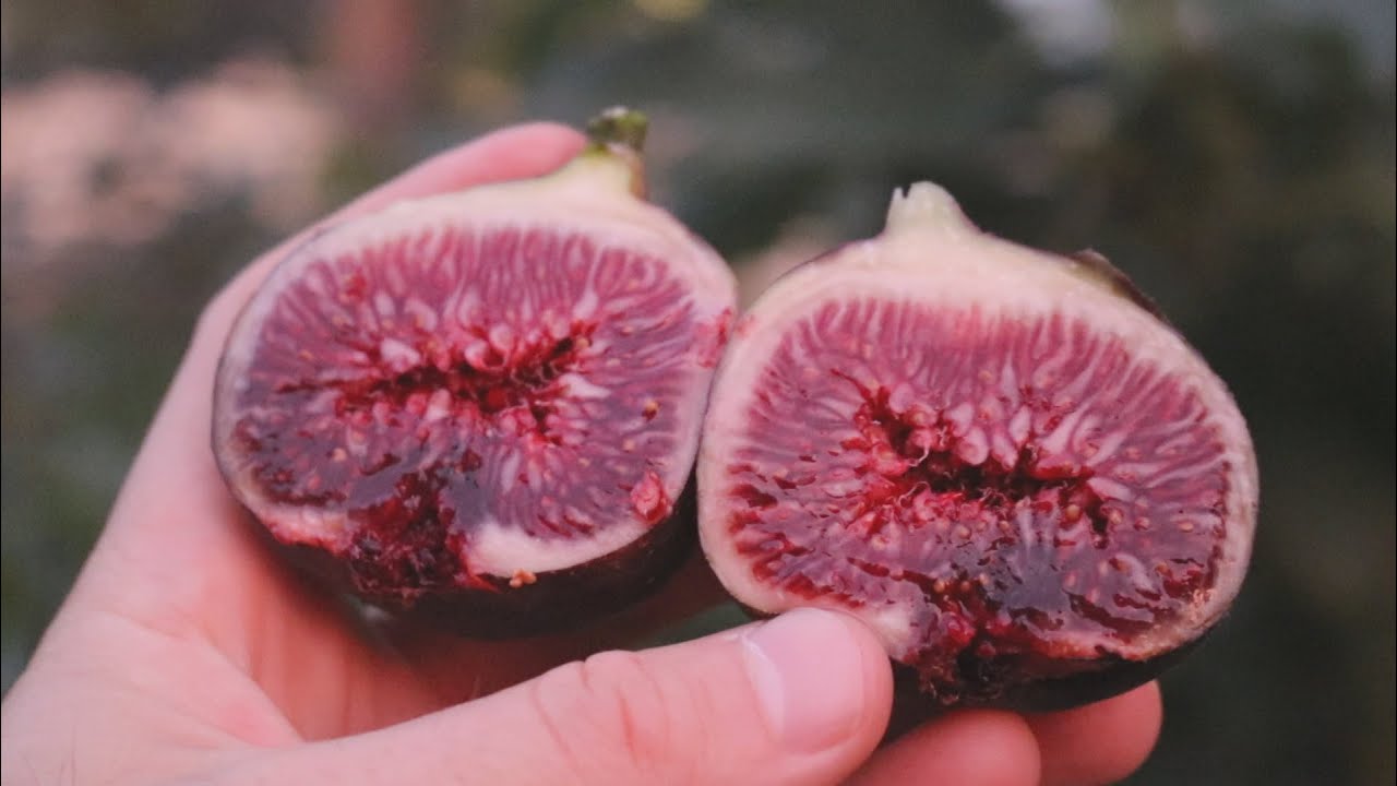 Galicia Negra Fig - Purple almost Black Interior
