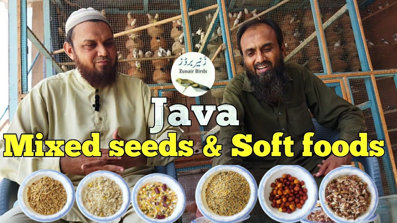 Java mixed seeds| Java sof food|Java|zunair birds