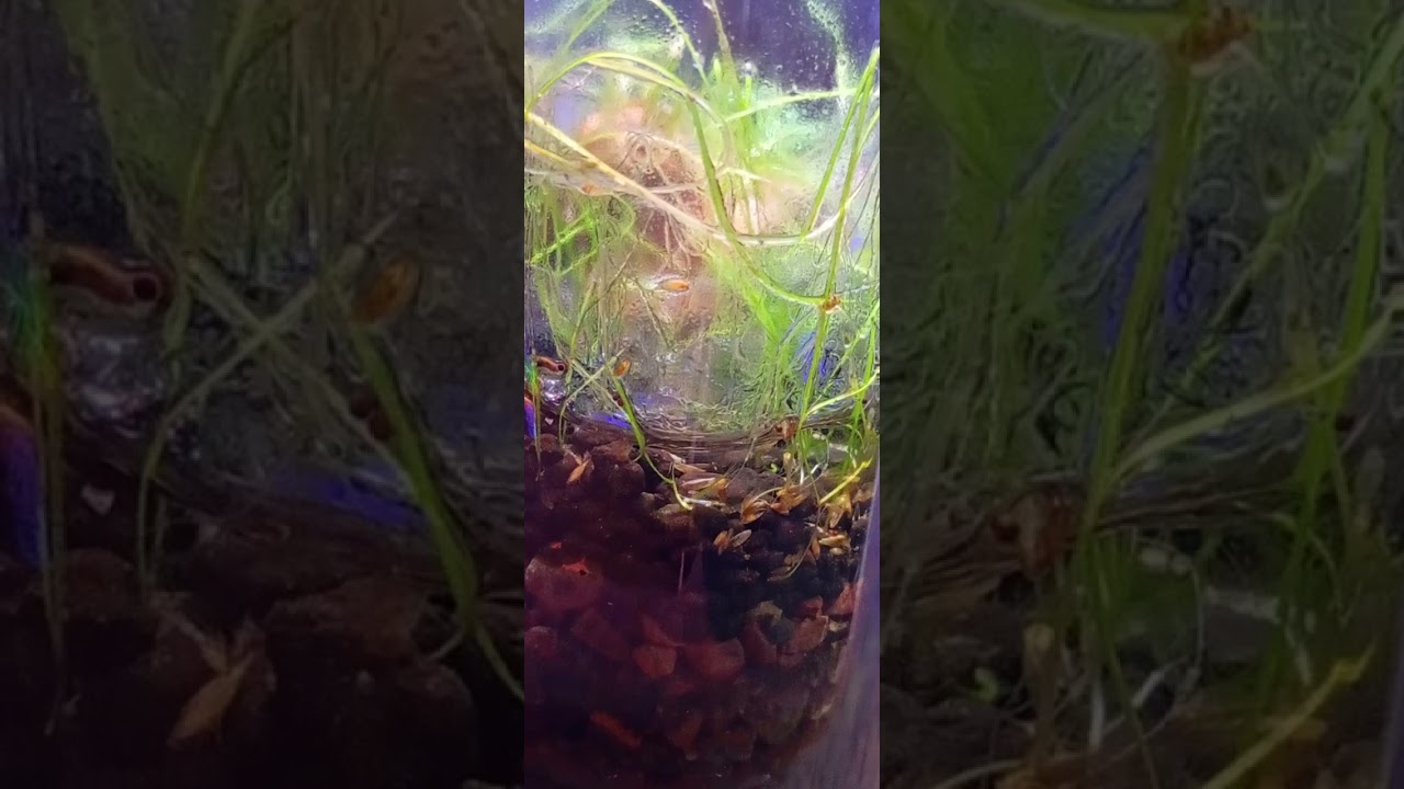 Ya hay unos huevecillos de algún animalito en el frasco hermético, y bastante microfauna 