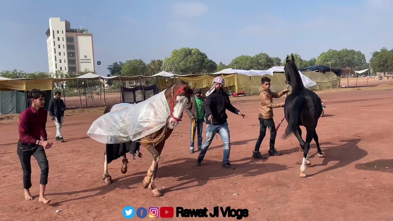 बदमाश घोड़ा किसान भाई को उतार देता….