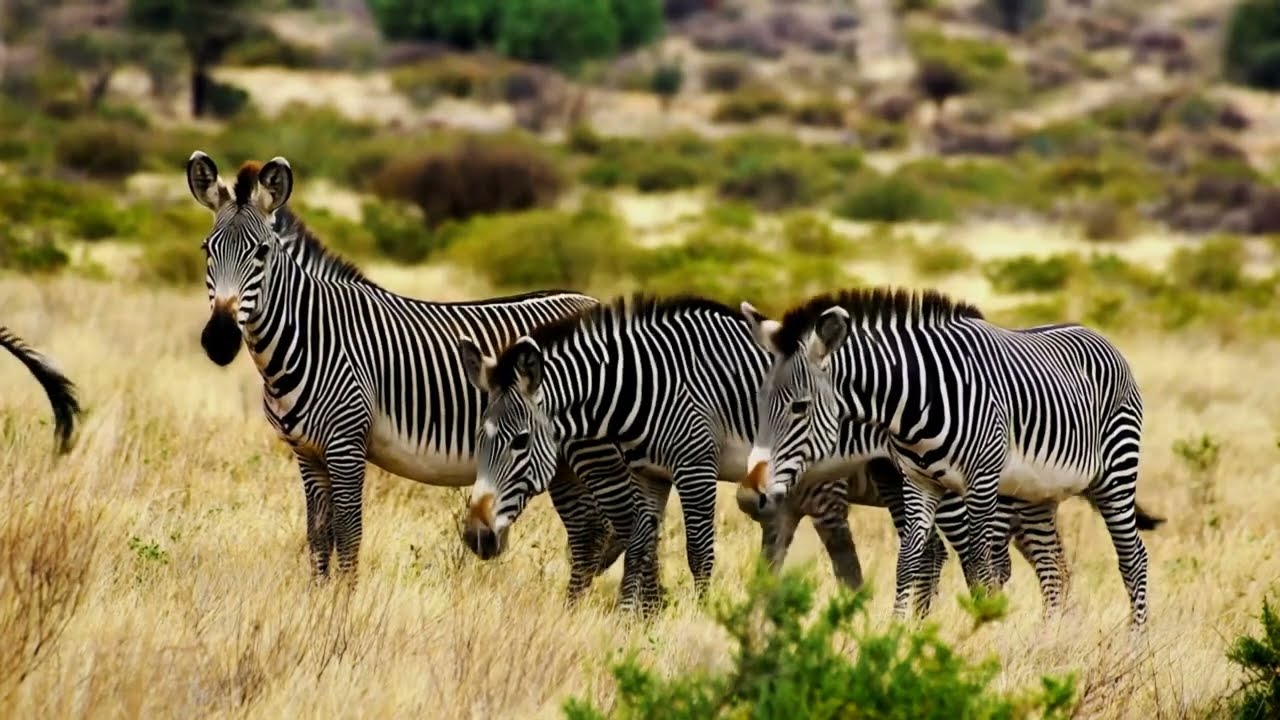 differences between Grevy's and Plains zebra : Spot the Difference!  A Visual Wildlife Guide