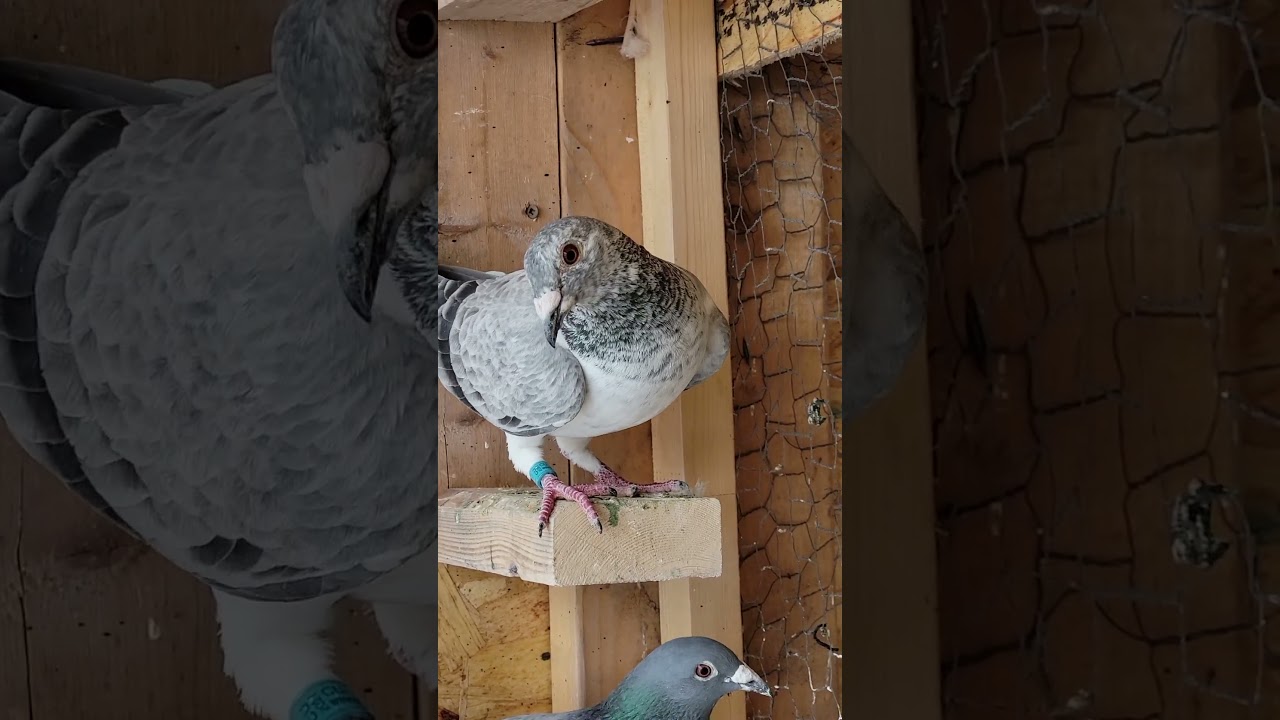 GRIZZLE | Racing Pigeon | Homer | Kabutar