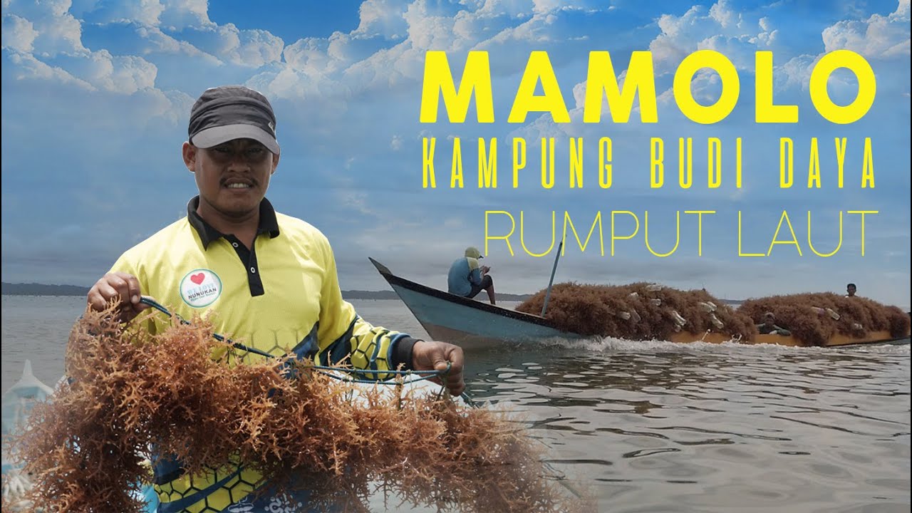 Kampung Rumput Laut Mamolo