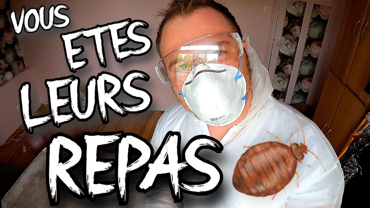 Punaise de lit : Comment s'en débarrasser ?