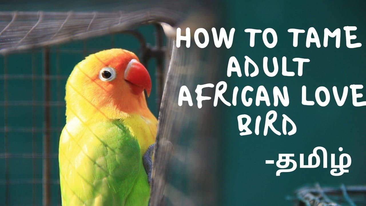 How to tame a Wild African LoveBird in Tamil