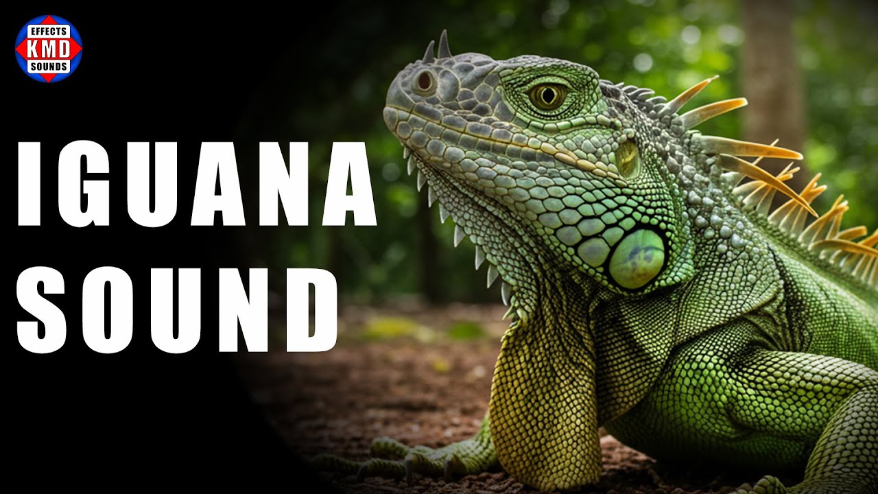 IGUANA SOUND - ANIMAL SOUNDS - Sound Effects