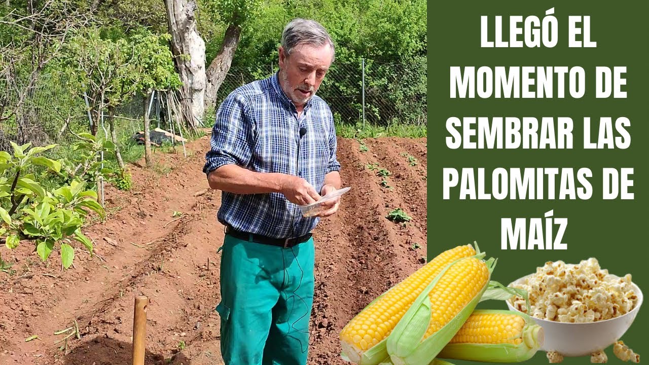 Cómo sembrar MAÍZ DE PALOMITAS y combinar con judias verdes
