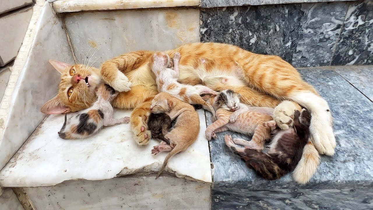 She stayed near the step —until our team carefully lifted her and all 8 into safety.