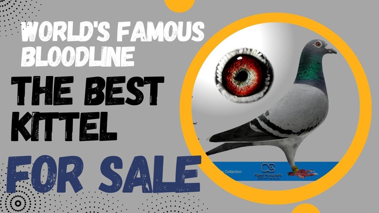 The Most Favourite Racing Pigeon Bloodline 