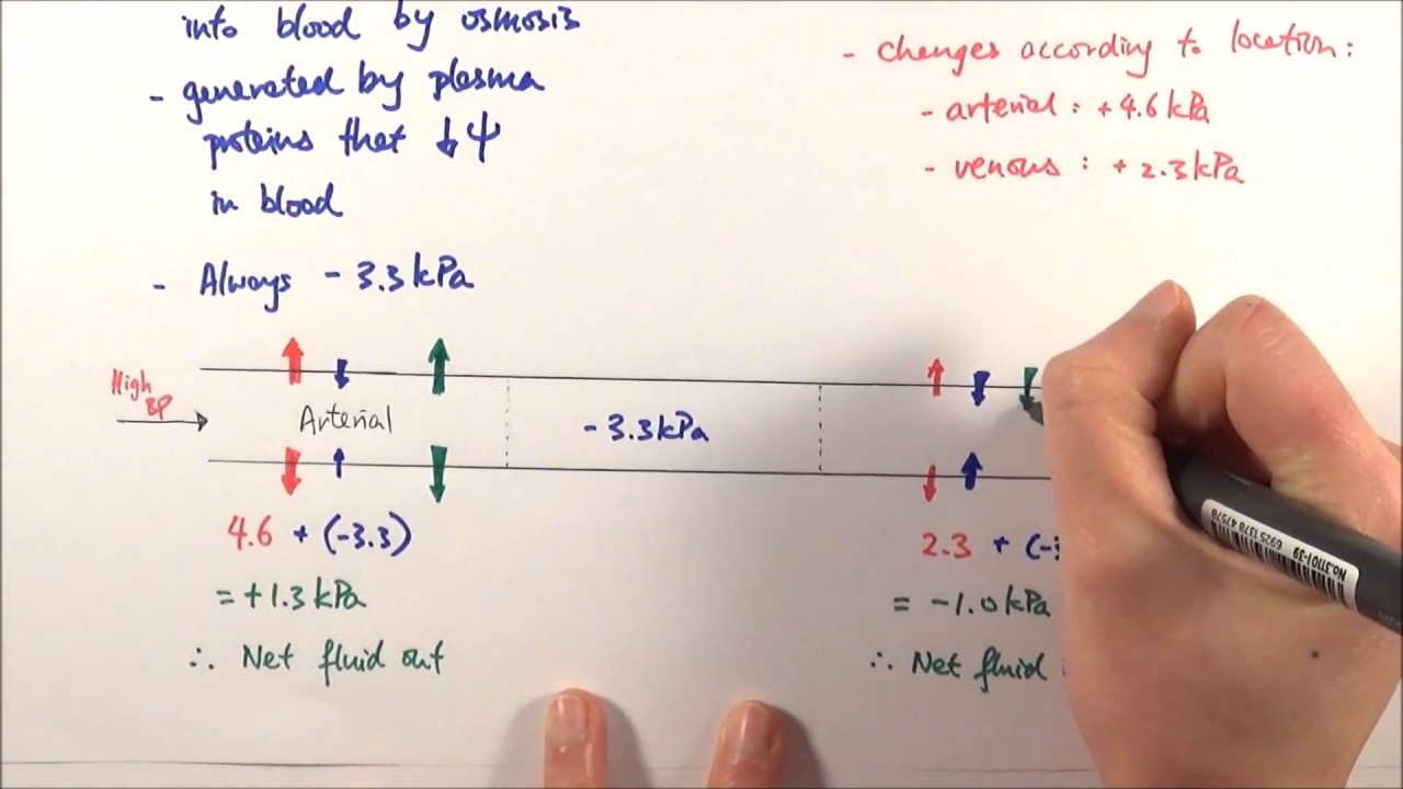 AS Biology - Tissue fluid formation (OCR A Chapter 8.3)
