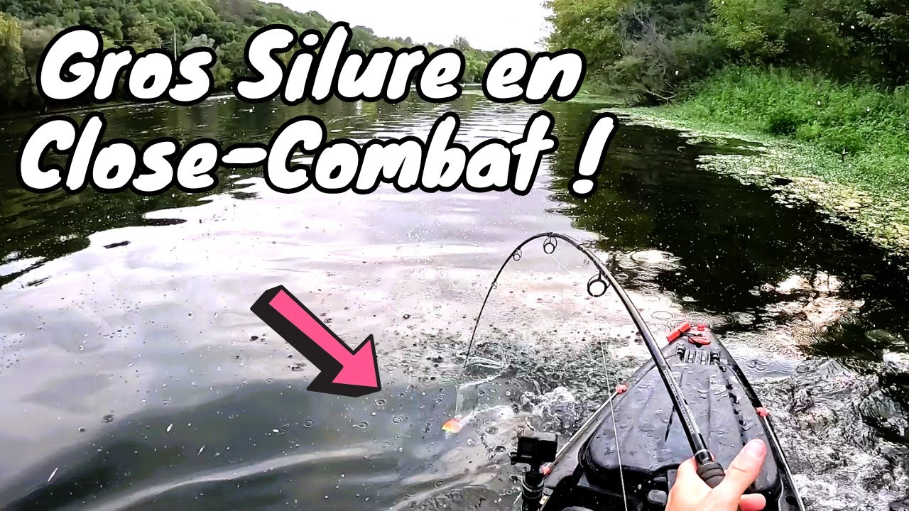 GROS SILURE AU VIF EN COMBAT RAPPROCHÉ !