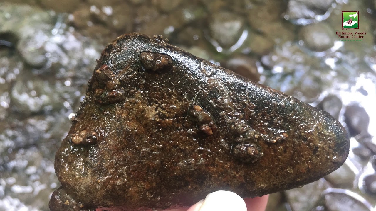 Animal of the Week: Caddisflies