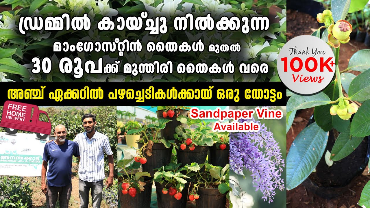 5 ഏക്കറിൽ പഴച്ചെടികൾക്കായ് ഒരു തോട്ടം|ഡ്രമ്മിൽ കായ്ച്ചു നിൽക്കുന്ന മാം​ഗോസ്റ്റിൻ | Ananthakattu Farm