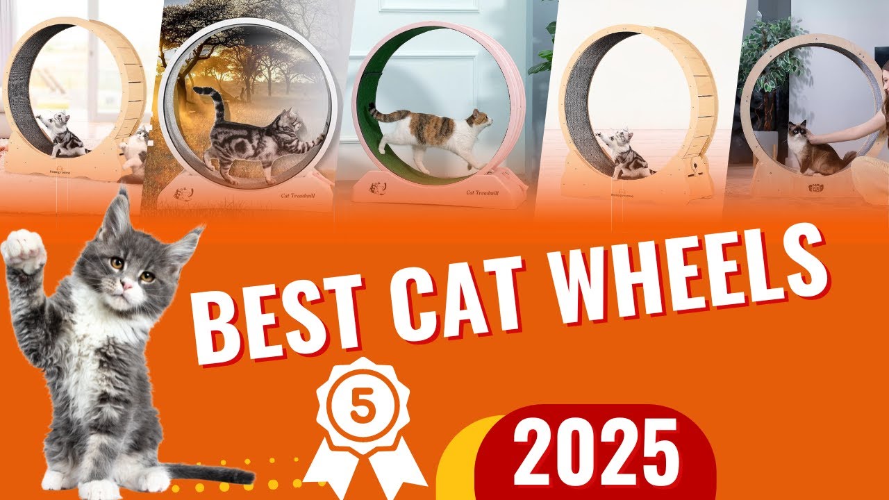 The 5 Best Cat Wheels of 2025 | TOP 5 Cat Wheels That Will Change Your Pet's Life