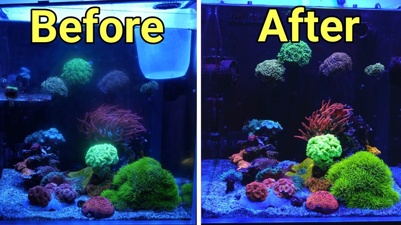 How to Refresh a Neglected Reef Tank (Step by Step) 
