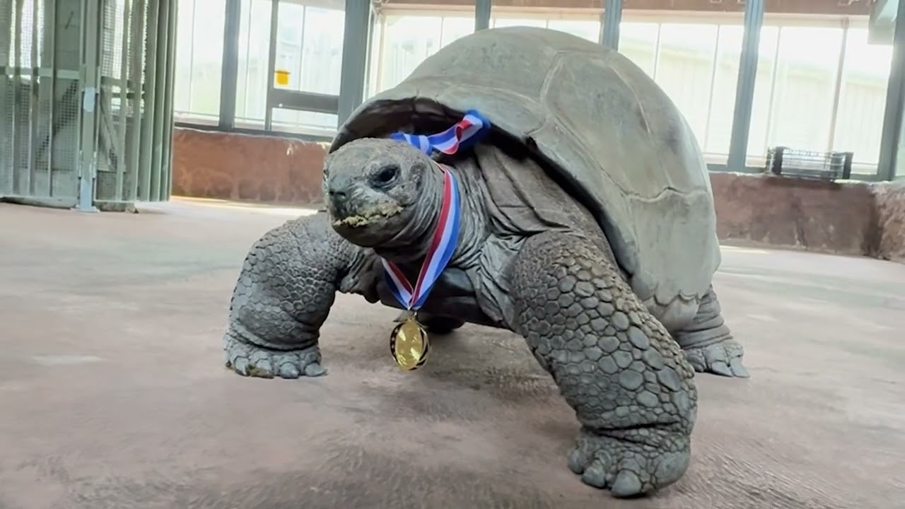 Your Toronto Zoo Celebrates the 2026 Winter Games 🥇