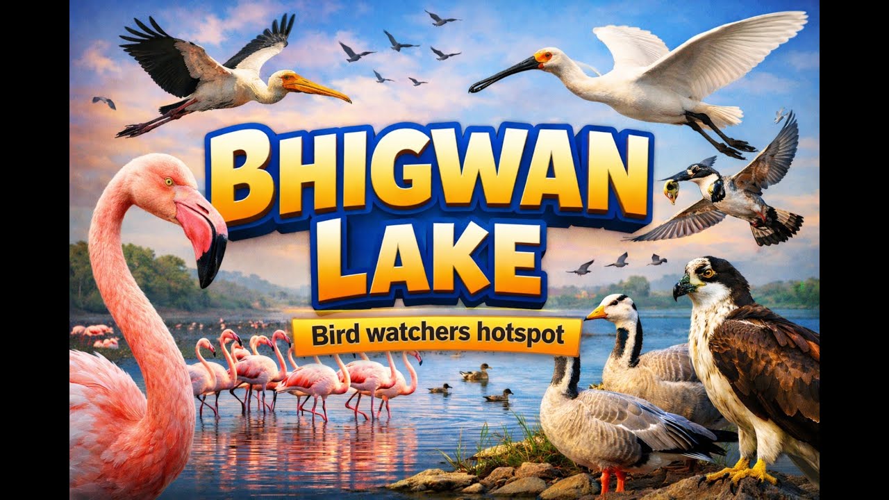 Hidden Bird Paradise Near Pune 🐦 | Bhigwan Lake #bhigwan #birdwatching #mustvisitplaces 