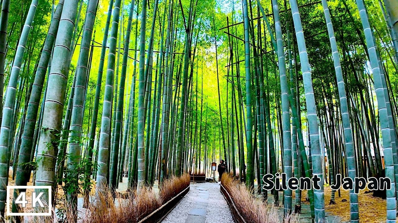 Walking in Kamakura: The Most Beautiful Bamboo Forest in Japan (4K)