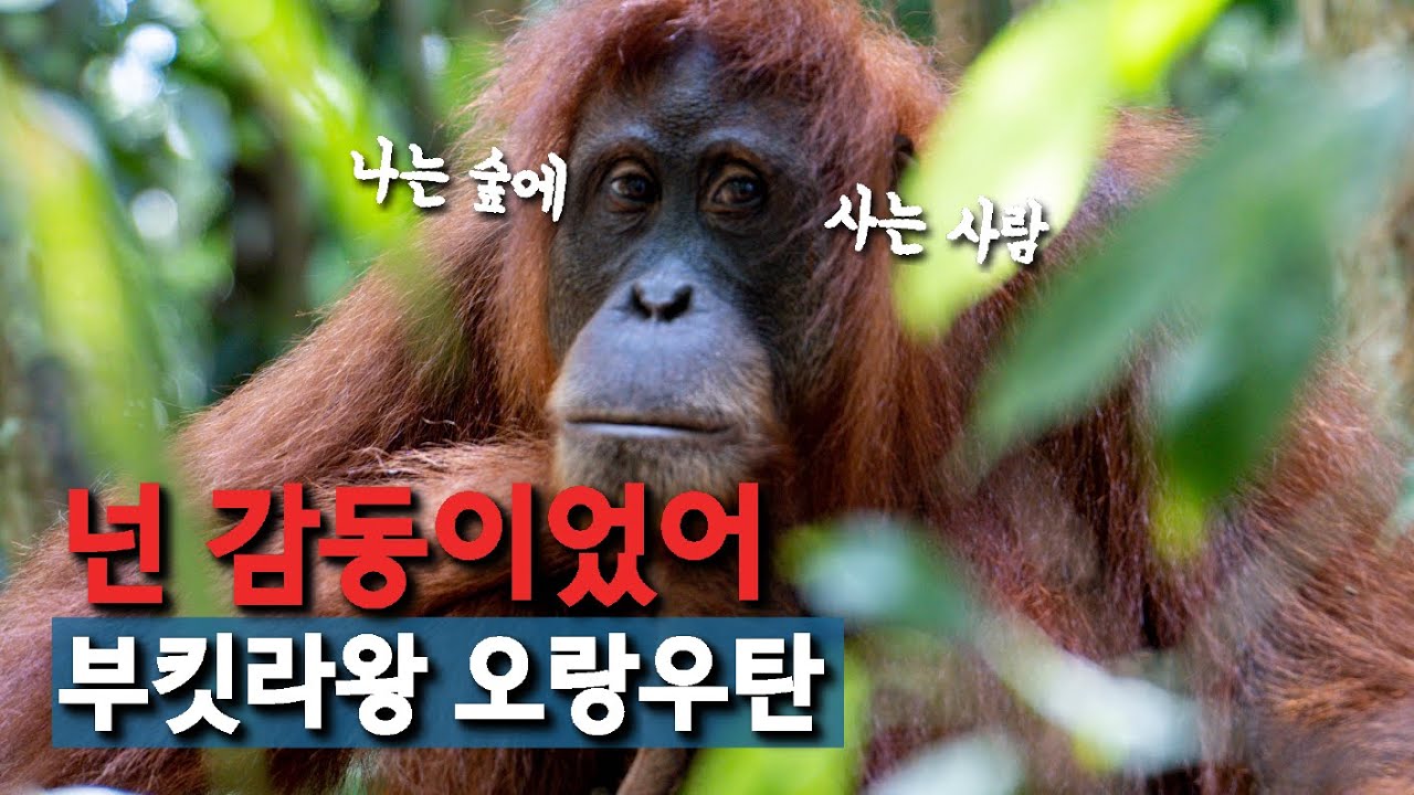 🇮🇩 오랑우탄 보러 인도네시아 수마트라 부킷라왕 1박2일 정글트레킹! I 부부 세계여행
