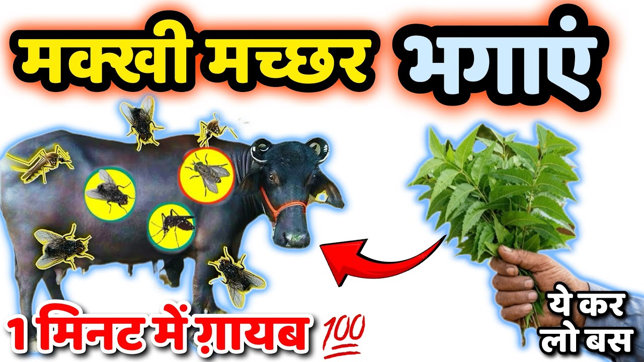 2 मिनट मे मच्छर-मक्खी-चीचड़ भाग जायेंगे🪰नीम का कमाल🤩 makhi bhagane ka tarika। Get rid mosquito 