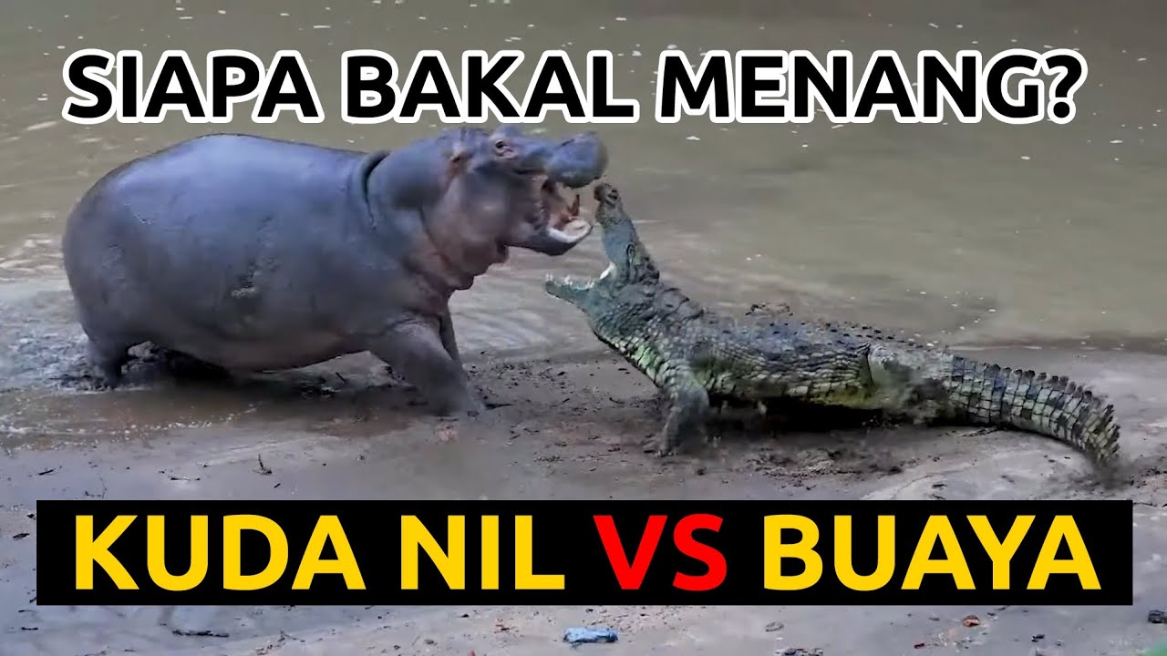 BUAYA VS KUDA NIL, SIAPA RAJA SUNGAI AFRIKA SESUNGGUHNYA?