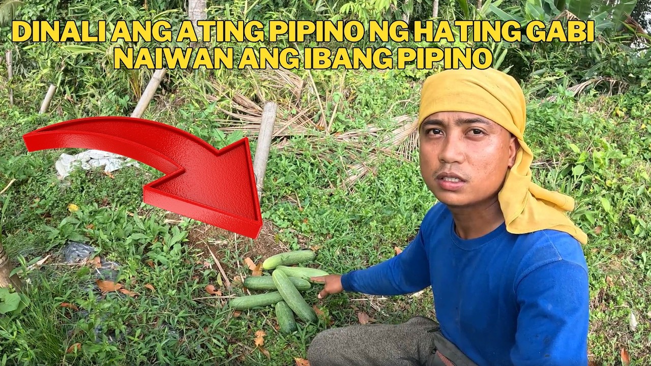 PAGLALAGAY NG PATABA SA PAGITAN NG AMPALAYA