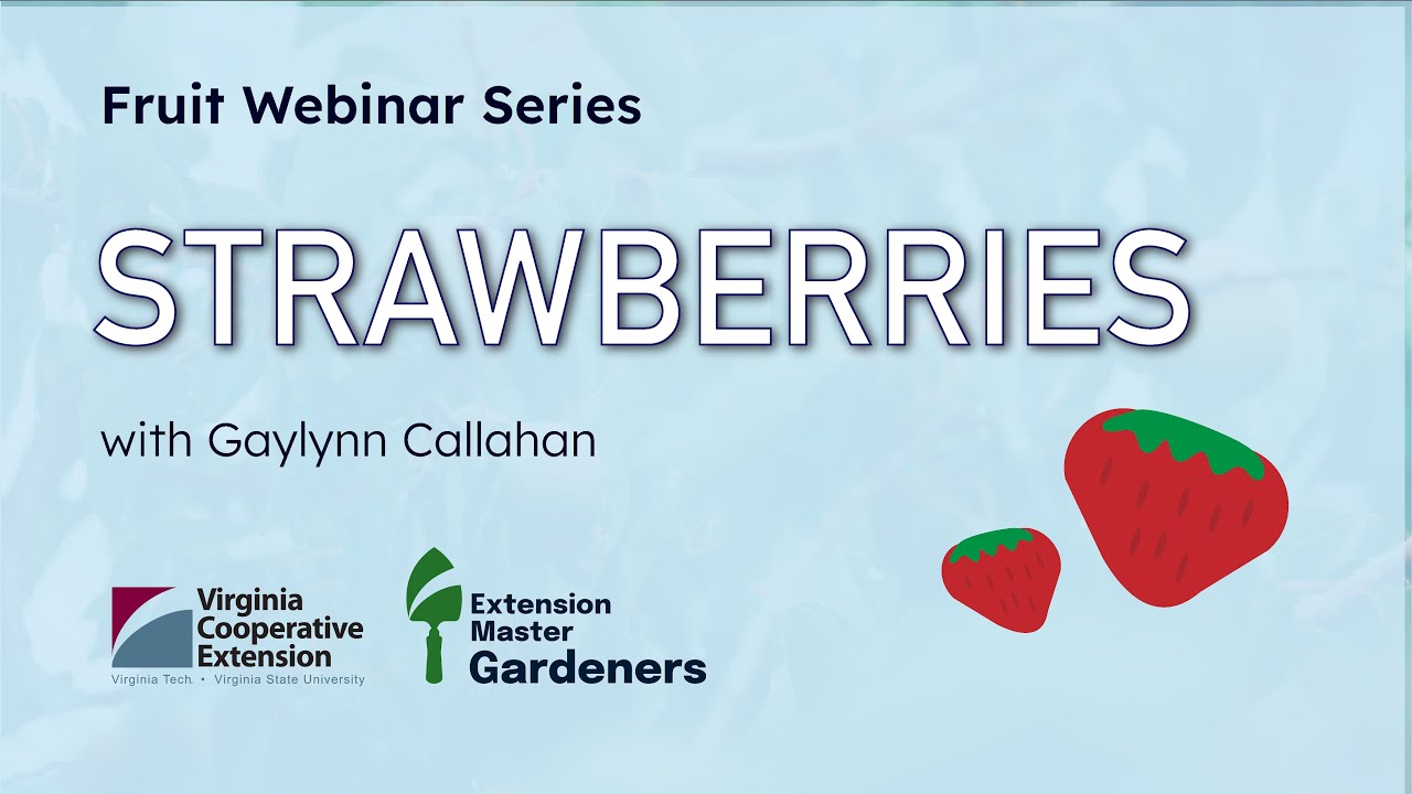 Strawberries with Gaylynn Callahan