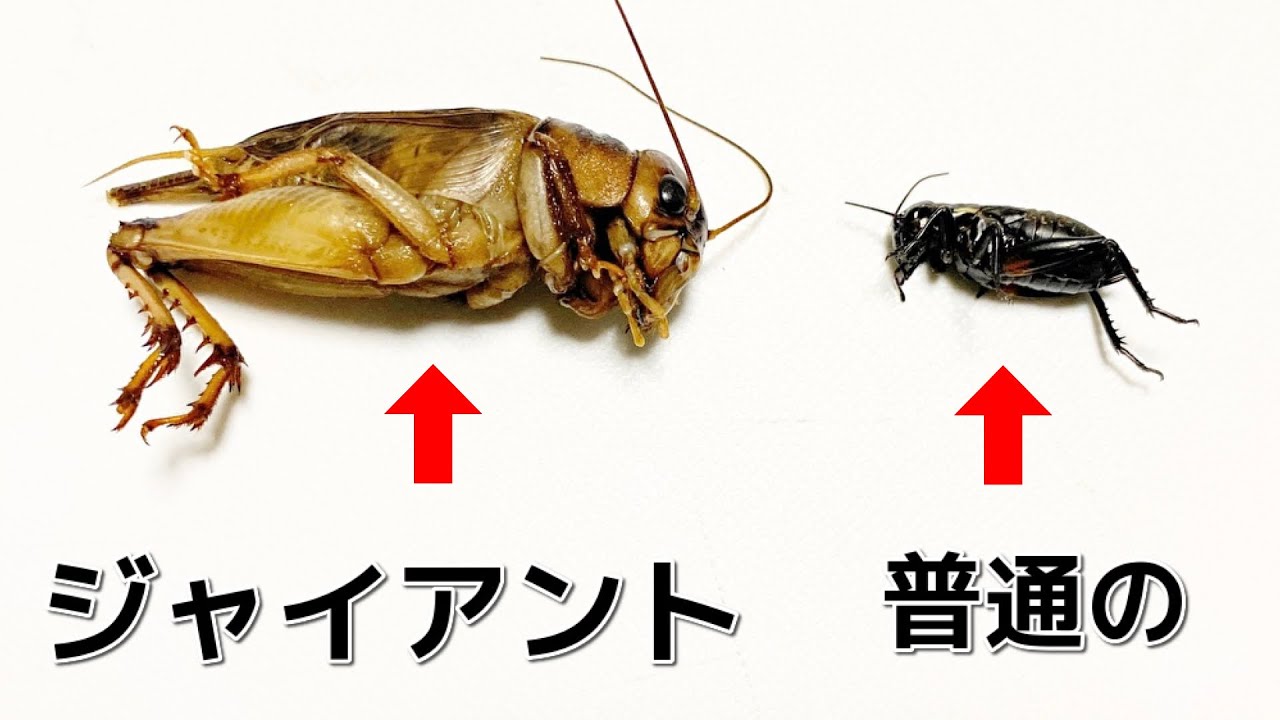 タイの化け物コオロギ、ジャイアントコオロギを腹ペコのトカゲ達に食わせまくる