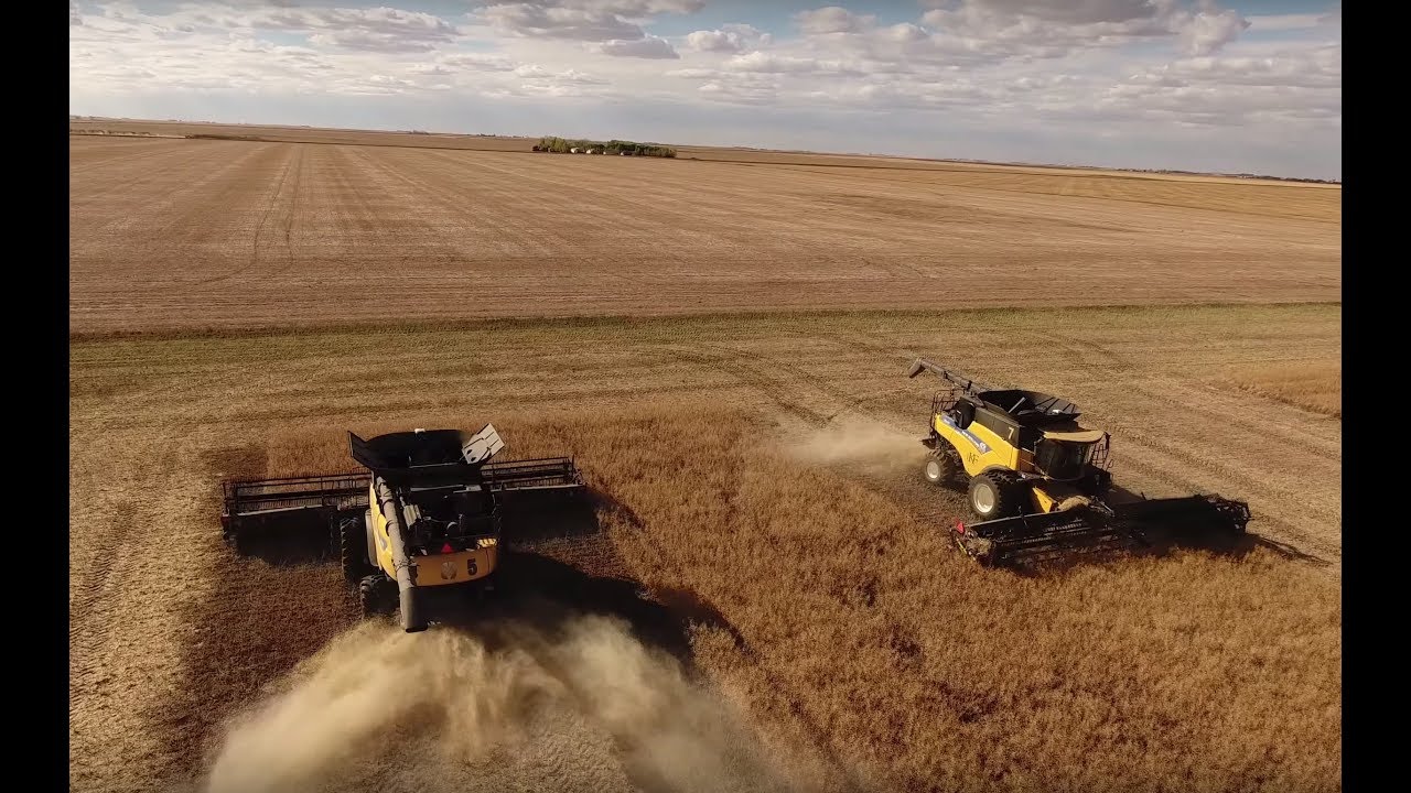 Canola harvest 2017. Canada. (4K video)