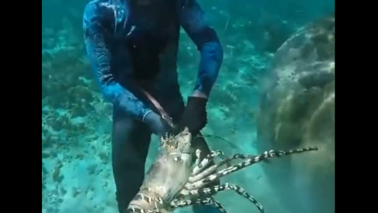 Ini cara nelayan menangkap udang lobster di sela-sela karang dalam laut