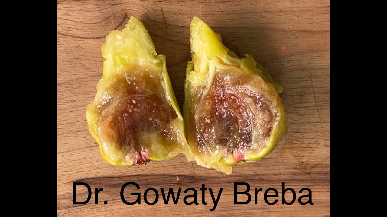 Dr  Gowaty Breba 2025