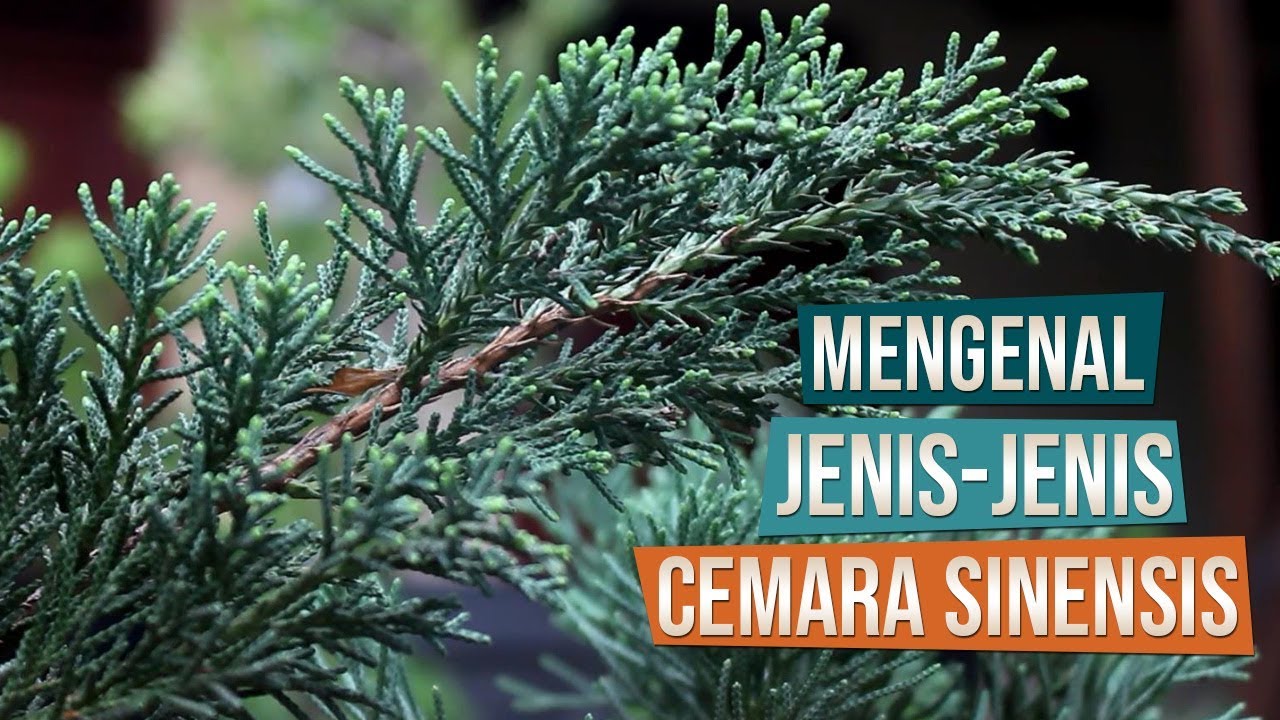 Mengenal Jenis Cemara Sinensis Berdasarkan Arah Tumbuh Bersama Mas Catur Bonsai