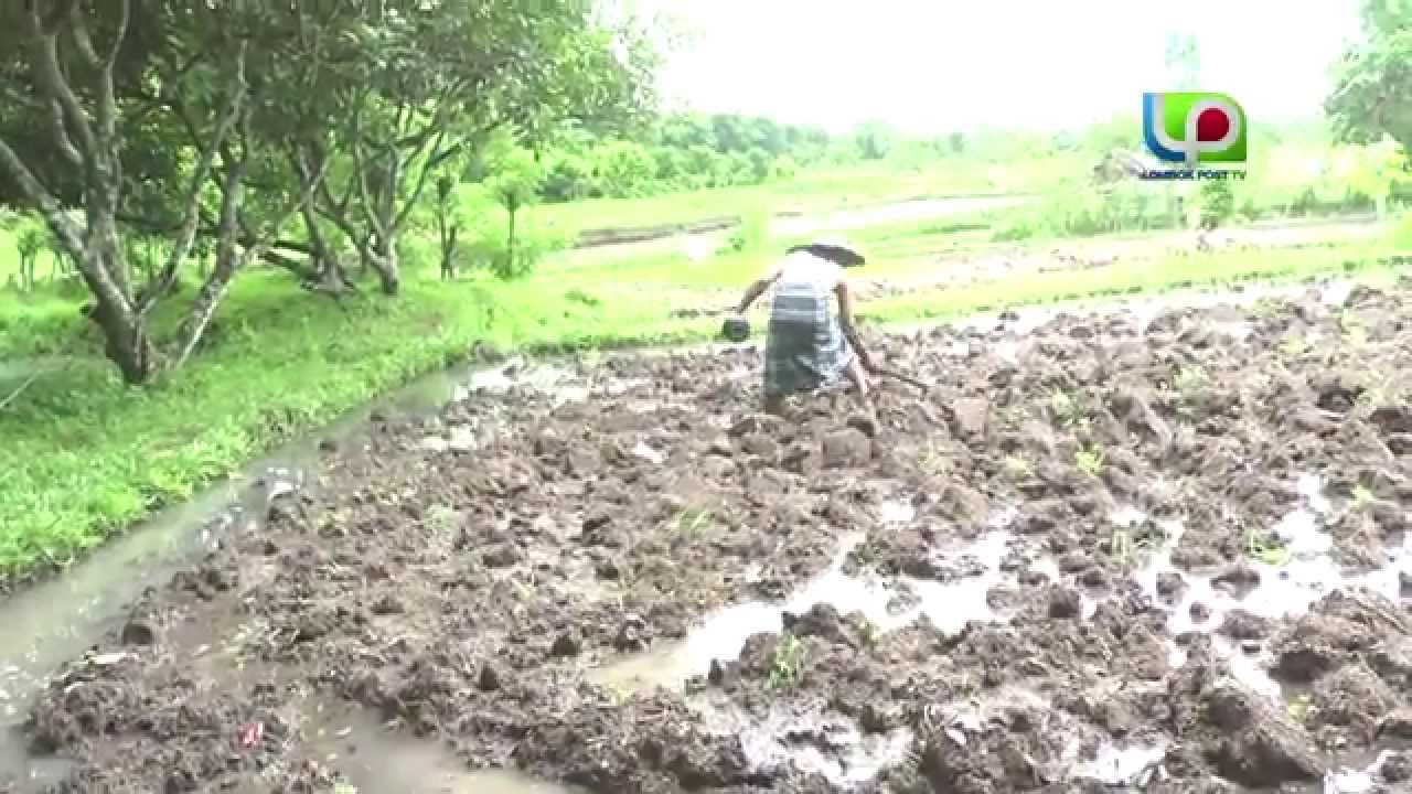 OMJ ( Ooo Menu Jarin ) EPISODE 3 - Lombok Post TV Official Video