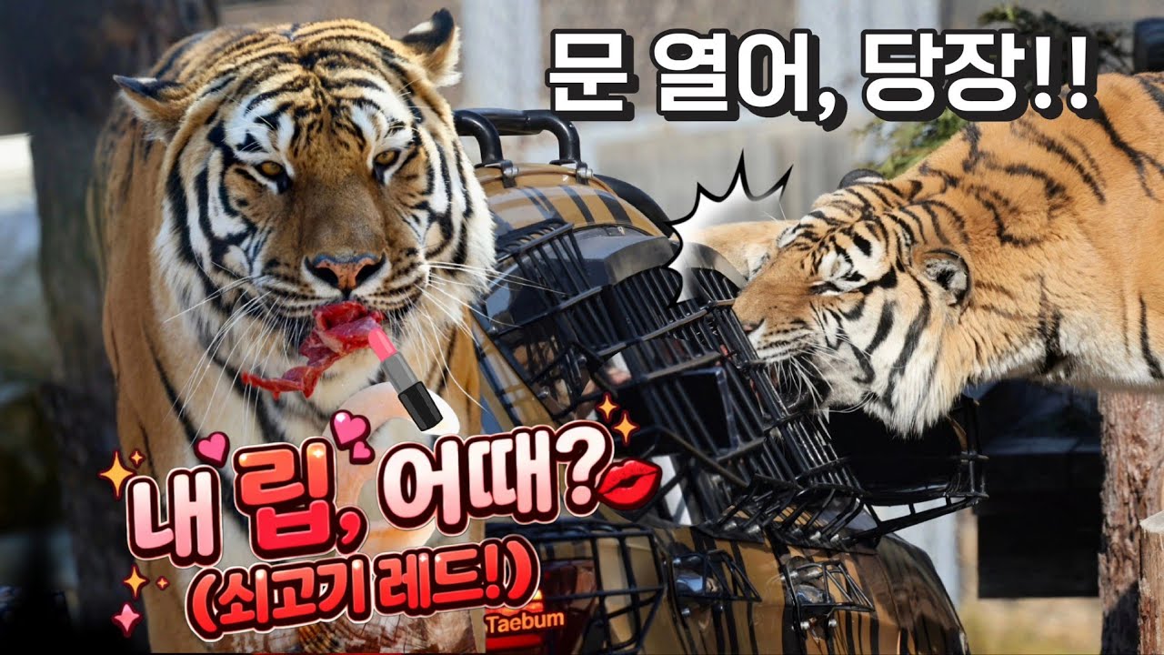 [걸신모드 ON] 차마 말리지 못했습니다..🤦‍♂️
