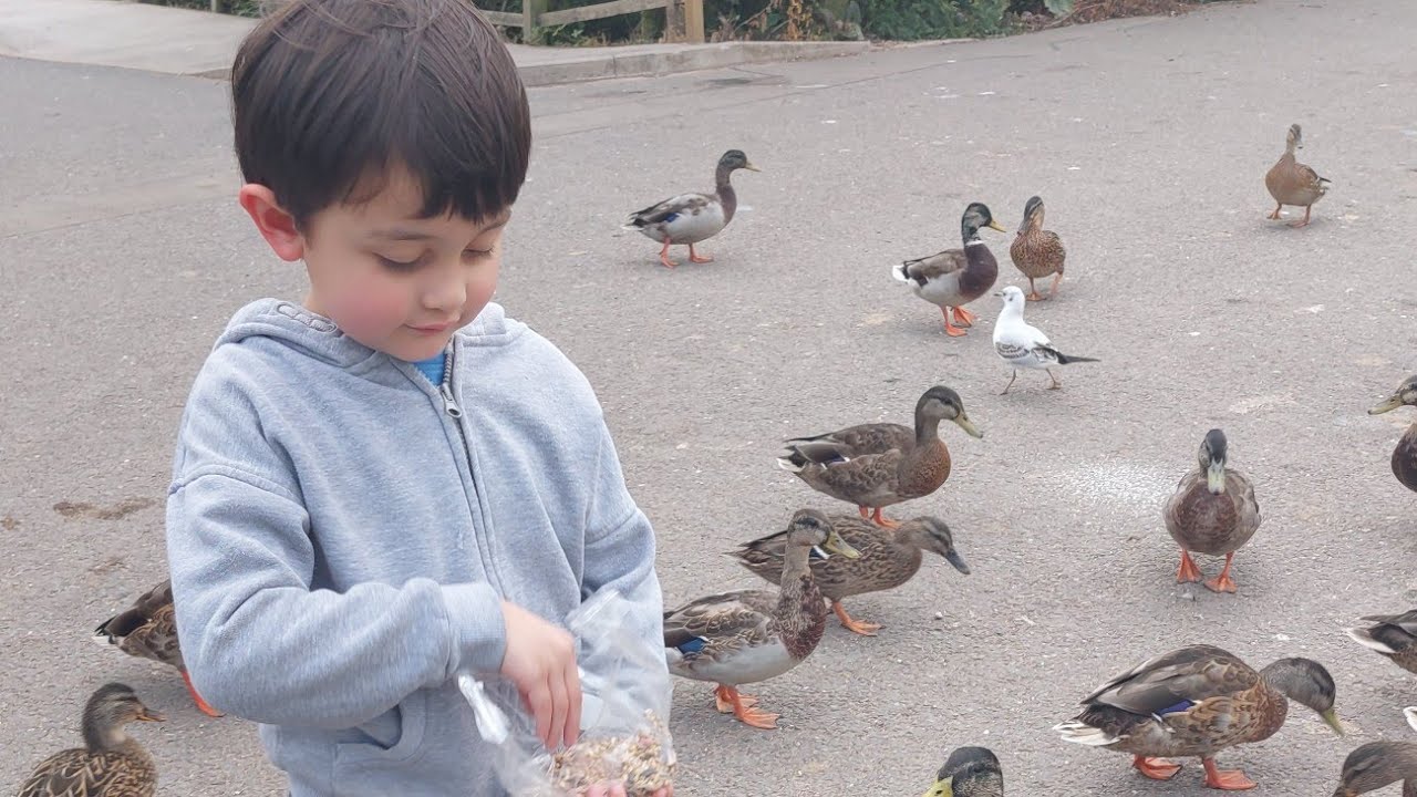 Zac LOVES feeding Ducks and Swans 2024
