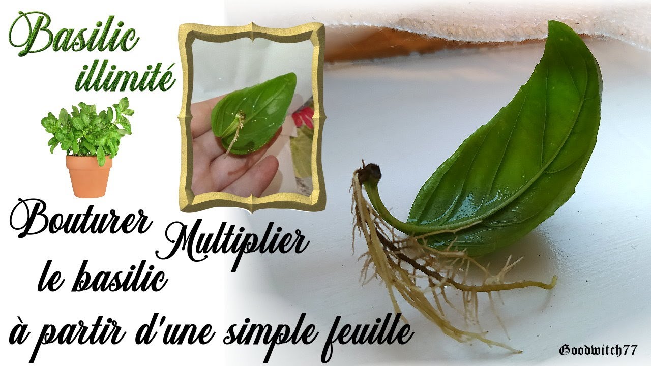 Basilic illimité à partir d'une simple feuille! Comment bouturer, multiplier du basilic facilement?