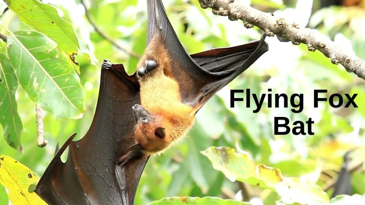 Bats Bat