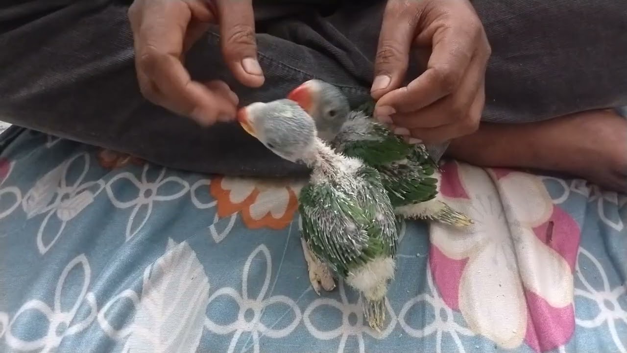#papa se ki sikayat parrot ke baby ne