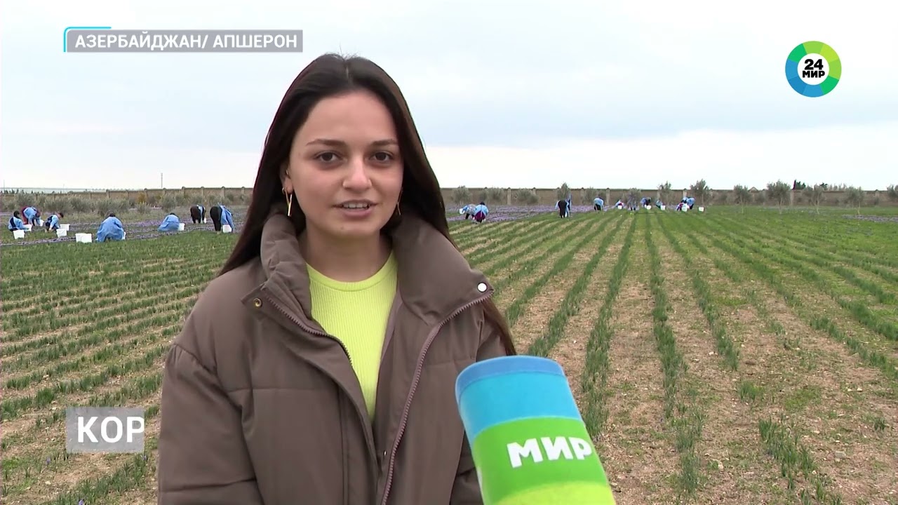 Цветок Апшерона: сбор шафрана начали в Азербайджане