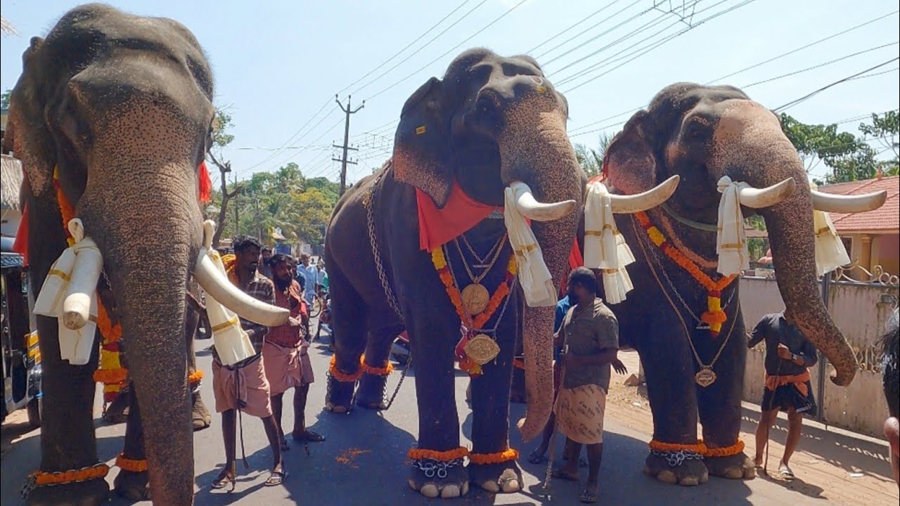 ആനനീരാട്ടും ആനയൂട്ടും |(2/3/23) Kalkulathu Sree Sankaranarayana Swami Temple