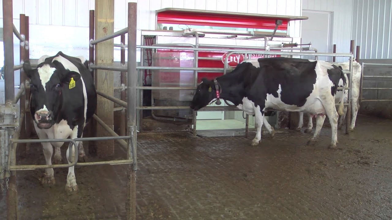 Luettel Dairy &ndash; Customer Story (United States)