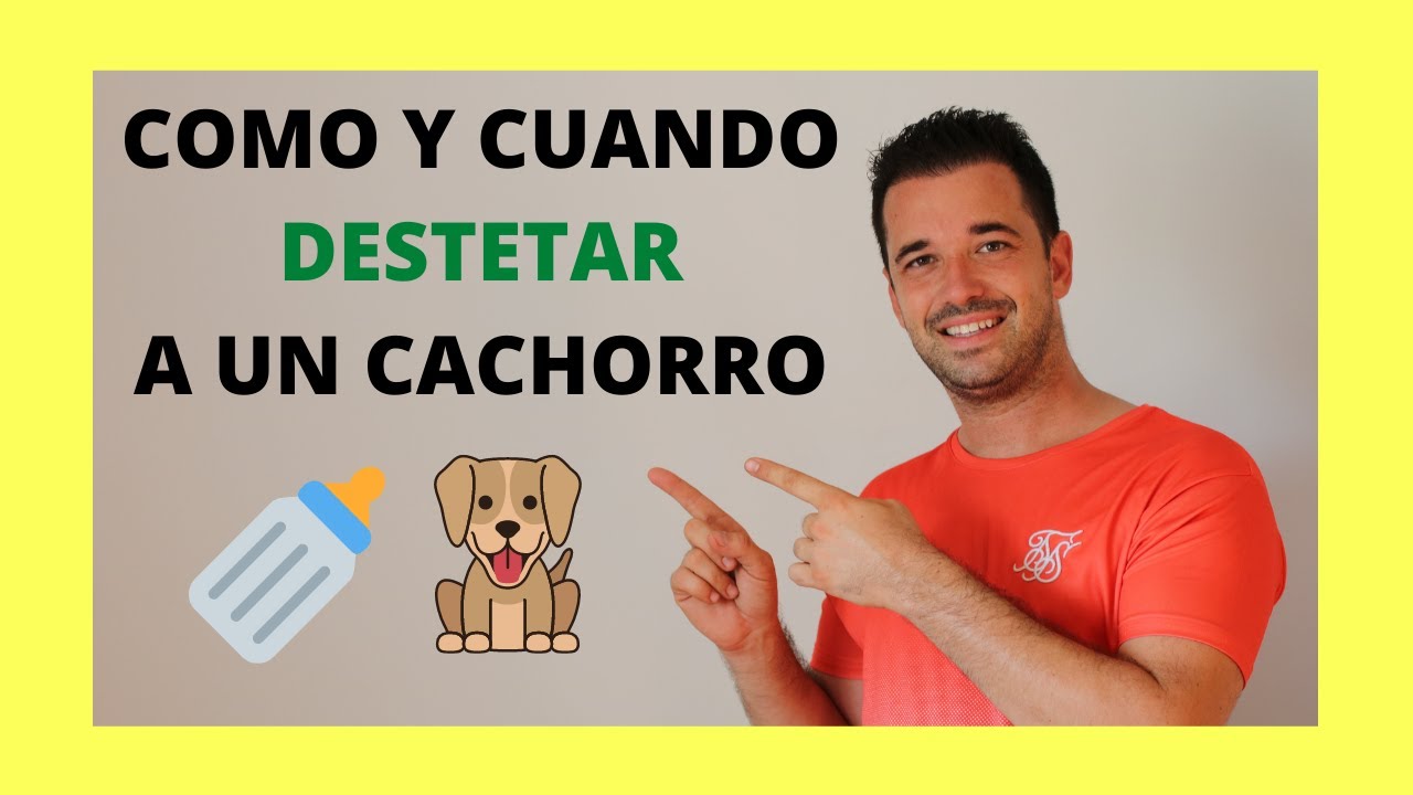 ✅😍COMO y CUANDO DESTETAR un CACHORRO (Bulldog Ingles) 2024😍✅