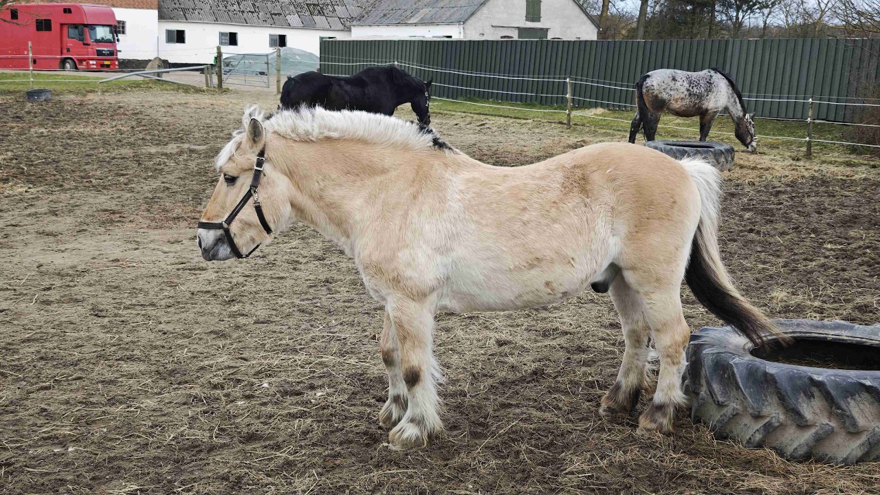 13. marts 2026 Næstved – Baunehøj Ridecenter